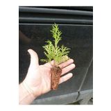 Serada Decor Plant Yeşil Yapraklı 10 Adet Leylandi Çam Ağacı Fidanı 10-20CM Bahçe Peyzaj Fidanı