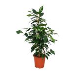serada decor plant Yeşil Yapraklı Canlı Ev ofis Salon Bitkisi 40-60cm Ficus Benjamina