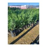 serada decor & plant Yeşil Yapraklı Leylandi Fidanı, 40-60 cm, 10 Adet, Dış Mekan Bitkisi, Cupressus