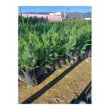 serada decor & plant Yeşil Yapraklı Leylandi Fidanı, 40-60 cm, 10 Adet, Dış Mekan Bitkisi, Cupressus