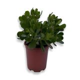 Serada Decor & Plant Yeşim Bitkisi (Crassula Ovata), 15-25cm, Yeşil, Ofis Salon Çiçeği
