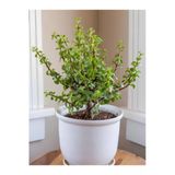 serada decor & plant Yeşim Çiçeği, 15-30 cm, Saksılı, Yenilebilir Ofis Bitkisi, Portulacaria Afra