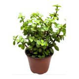 serada decor & plant Yeşim Para Çiçeği (Portulacaria afra) 20-30 cm Saksılı Yenilebilir Ofis Bitkisi