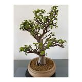 Serada Decor & Plant Yeşim Para Çiçeği Saksılı 20-30 cm, Canlı Bitki, Hediyelik Ofis Bitkisi