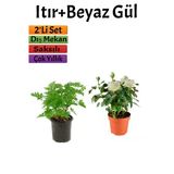 Serada Decor & Plant Yoğun Kokulu Itır Çiçeği + Beyaz Gül Fidanı, 15-25 cm, Saksılı, Çok Renkli, 2'li Set