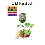 Serada Decor & Plant Yoğun Kokulu Itır Çiçeği Bitkisi, 10-20 cm, 2 Adet Saksılı Dış Mekan Bitkisi, Çok Renkli