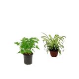 Serada Decor & Plant Yoğun Kokulu Itır Çiçeği, Kurdela, 2'li Set, Dış Mekan Bitkisi, Çok Renkli