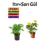 Serada Decor & Plant Yoğun Kokulu Itır Çiçeği + Sarı Gül Fidanı Saksılı, 15-25 cm, Dış Mekan Bitkileri, 2'li Set