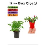 Serada Decor & Plant Yoğun Kokulu Itır Gül Damlası + Buz Çiçeği, 5-15 cm, Saksılı, Çok Renkli, 2'li Set