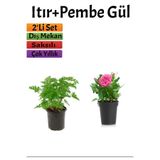 Serada Decor & Plant Yoğun Kokulu Itır + Pembe Gül Fidanı, 10-15 cm, Saksılı, Dış Mekan Bitkileri, 2'li Set