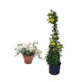 Serada Decor Plant Yoğun Kokulu Izmir Yasemini+Sarı Yasemin Fidanı 2'li Bahçe Bitki Seti