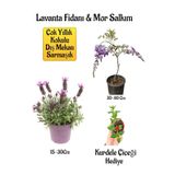 serada decor & plant Yoğun Kokulu Lavanta, Mor Salkım Ağacı Fidanı, Buz Çiçeği Hediyeli Bahçe Seti