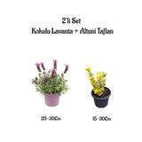 Serada Decor & Plant Yoğun Kokulu Mor Lavanta Fidanı + Altuni Taflan Çit Bitkisi 2'li Set, 20-30cm