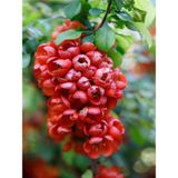 Serada Decor Plant Yörük Gelini (Japanese Quince) Bol Çiçekli Süs Bitkisi Aşılı Meyve Fidanı