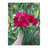 Serada Decor & Plant Zakkum Çiçeği Çok Yıllık, 50-60 cm, Saksılı, Dış Mekan Bitkisi, Kırmızı