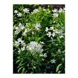 serada decor & plant Zakkum Çiçeği Fidanı, Beyaz Çiçekli, 70-100 cm, Dış Mekan Bitkisi, Nerium Oleander