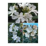 serada decor & plant Zakkum Kar Beyazı, 70-100 cm, Tüplü Dış Mekan Çiçeği