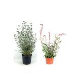 serada decor & plant Zeytin Çalısı Çiçeği Fidanı + Gaura Çiçeği 2'li Set, 20-40 cm, Saksılı Bahçe Bitkisi