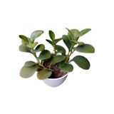Serada Decor & Plant Zümrüt Dalgası Çiçeği Saksılı Sarmaşık Bitki, Peperomia, 10-30 cm, Çok Renkli