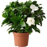 Serada Decor&plant Gardenya Jasminoides Kokulu Gardenya Ev ve Ofis Bitkisi Dolgun Formlu 1.kalite