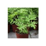 Serada Decor&Plant Saksılı Itır Fidanı Fidesi Gül Kokulu 10-20 Cm Itır001, SRD12022025BYB260