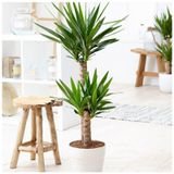 Serada Decor&plant Yucca Bitkisi 2 Gövdeli Yuka Bitkisi Avize Çiçeği 80 100 cm Ev Salon Bitkisi