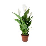Seradanal Barış Çiçeği Spathiphyllum Sokak Lambası Ev Bitkisi Ofis Bitkisi Barış Çiçeği