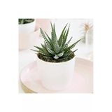 Seramik Saksı Haworthia Sukulent