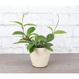 Seramik Saksı Hoya Carnosa Mum Çiçeği