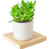 Seramik Saksıda Crassula Ovata Para Çiçeği 5 Alman Zambağı Soğanı