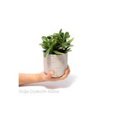 Seramik Saksıda Para Ağacı Bereket Ağacı Crassula Ovata 001