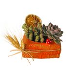 Seramik Saksıda Sukulent Aranjmanı (~35 Cm)