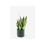 Seramik Saksılı Çok Köklü Paşa Kılıcı Sansevieria