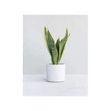 Seramik Saksılı Paşa Kılıcı Sansevieria