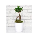 Seramik Vazoda Ficus Gingsey Bonsai