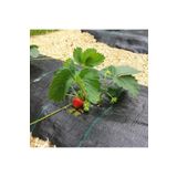 SeraTrend 1x15metre Sulzer Kumaş Sera Taban Örtüsü Jüt Blueberry Peyzaj Uygulama Örtüsü Mulch Naylonu Çilek Ma