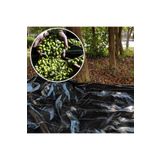 SeraTrend 5X12 METRE ZEYTİN SERGENİ ZEYTİN TOPLAMA ÖRTÜSÜ FINDIK FISTIK DUT TOPLAMA FİLESİ HASAT TABAN ÖRTÜSÜ