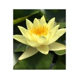 Serdar Çam Tohumculuk 1 Adet Sarı Renk Lotus Çiçeği Tohumu (Nilüfer) Lotus Tohumu