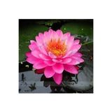 Serdar Çam Tohumculuk 1 Adet Tohum Organik Pembe Lotus Çiçeği Tohumu Hobi Bahçe Otantik Bitkiler