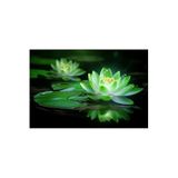 Serdar Çam Tohumculuk 1 Adet Yeşil Renk Lotus Çiçeği Tohumu (Nilüfer) Lotus Tohumu