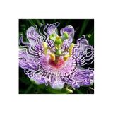 Serdar Çam Tohumculuk 10 Adet Çarkıfelek Çiçeği Tohumu Passiflora Çiçeği Tohumu Çiçek Tohumu Saksı Toprak Süpriz Hediyeli, 778575221, ERDAL09876847
