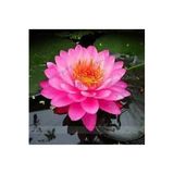 Serdar Çam Tohumculuk 20 Adet Tohum Nadir Bulunan Kırmızı Lotus Çiçeği Tohumu Tropikal İthal Su Çiçeği Tohumu