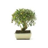 Serdar Çam Tohumculuk 3 Adet Bonsai Zeytin Ağacı Tohumu