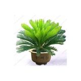 Serdar Çam Tohumculuk 3 Adet Tohum Nadir Bulunan Skas Palmiye Ağacı Tohumu Sikas Ağacı Tohumu Cycas Japon Palmiye Ağacı