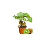 Serdar Çam Tohumculuk 5 Adet Tohum Bodur Kivi Bonsai Ağacı Tohumu Saksı Toprak Süpriz Hediye Bonsai Ağacı Tohumludur, 5596684673322