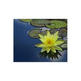 Serdar Çam Tohumculuk 5 Adet Tohum Nadir Sarı Uzak Doğu Kutsal Lotus Çiçeği Tohumu Sarı Lotus Tohumu