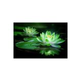 Serdar Çam Tohumculuk 5 Adet Yeşil Renk Lotus Çiçeği Tohumu (Nilüfer) Lotus Tohumu
