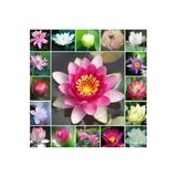 Serdar Çam Tohumculuk 6 Farklı Lotus Çiçeği Tohum Nilüfer Çiçeği Tohumu Lotus Tohumu, 659862669826