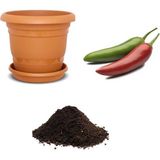 Serdar Çam Tohumculuk Acı Jalapeno Biberi Tohumu Ekim Seti