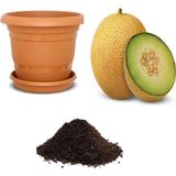 Serdar Çam Tohumculuk Ananas Kavun Tohumu Ekim Seti